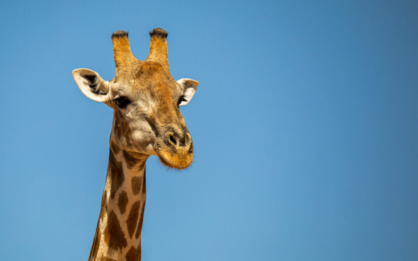 7 Fototipps für Botswana
