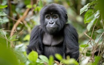 Gorillas Fotoreisen © ZIK PhotoS/Shutterstock.com