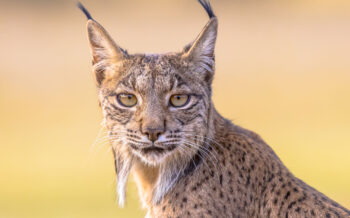 Iberischer Luchs