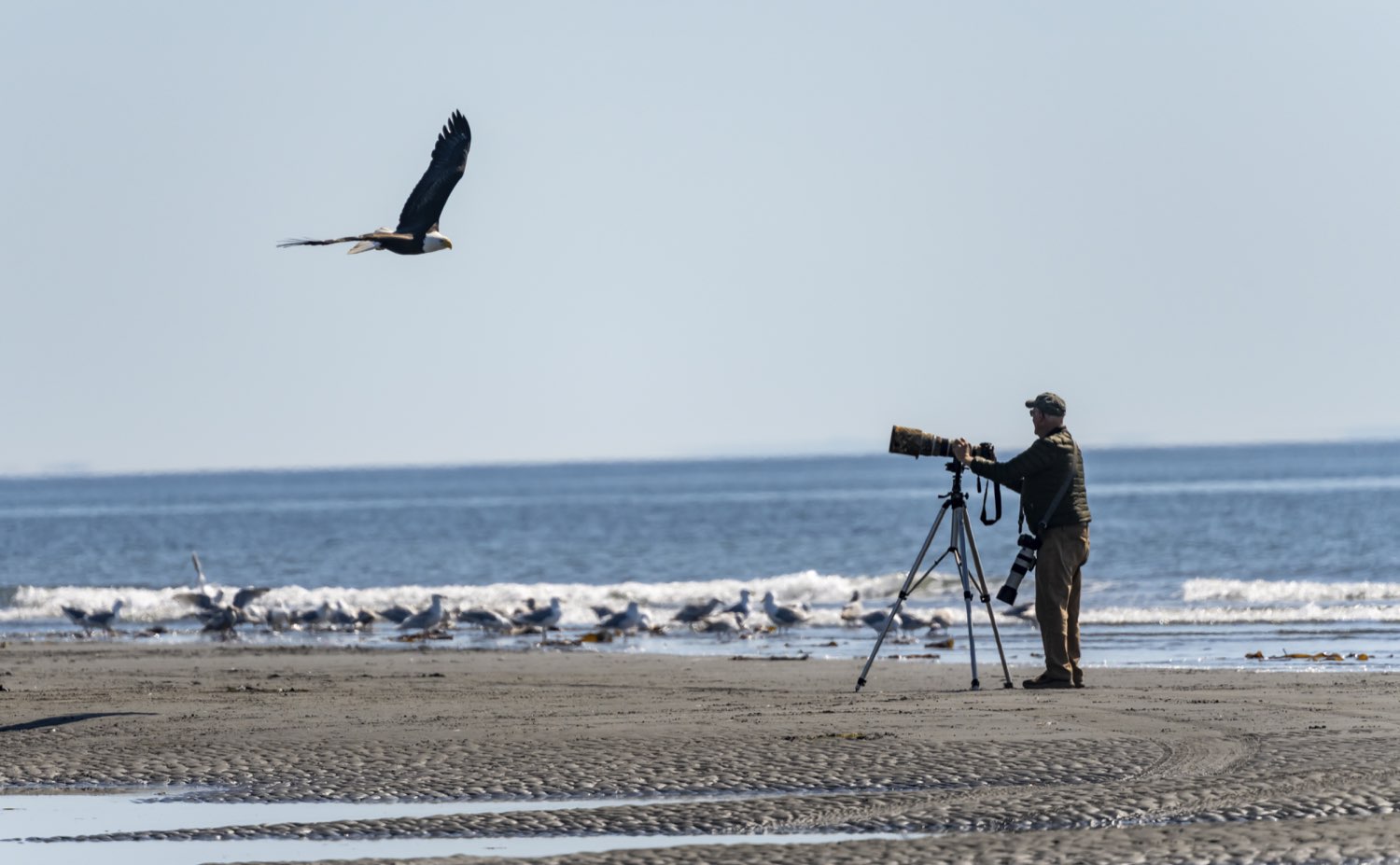 Naturfotograf mit Stativ fotografiert einen Weißkopfseeadler (Haliaeetus leucocephalus) im Flug, Anchor Point, Anchor River State Recreation Area, Alaska, USA