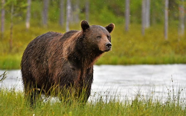 Wilder Braunbär (Ursus arctos)