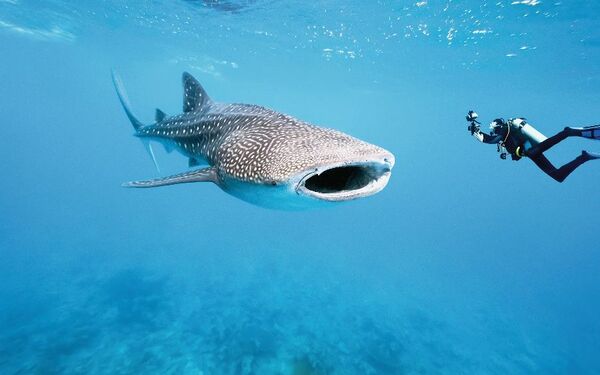 Whale shark and underwater photographer