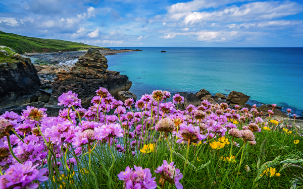 rosa Strandnelken blühen an der Küste von Cornwall