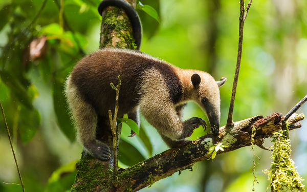Tamandua im Tortuguero-Nationalpark