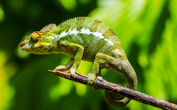 Chamäleon auf Madagaskar