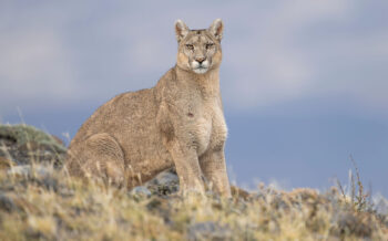 Fotoreisen Puma