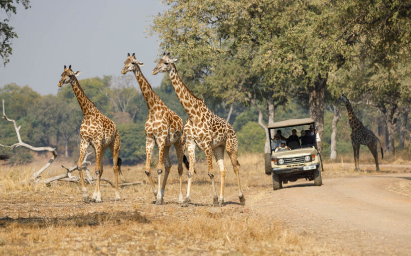 Der Safari Guide Podcast: Warum gutes Safari-Wissen deine Fotos besser macht