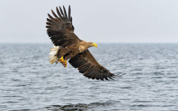 Seeadler Fotoreise