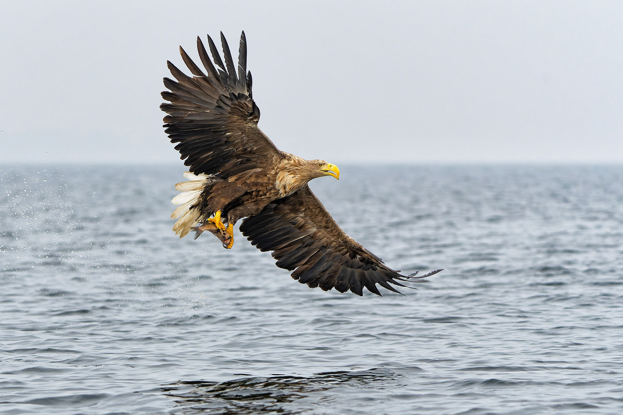 Seeadler Fotoreise