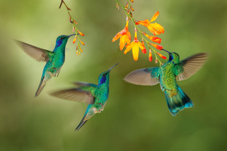 Vogelfotografie