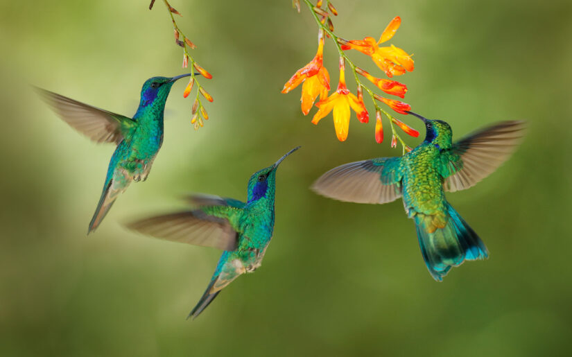 Tipps für die Vogelfotografie