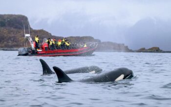 Wale Fotoreisen © Bjorn H Stuedal/Shutterstock.com